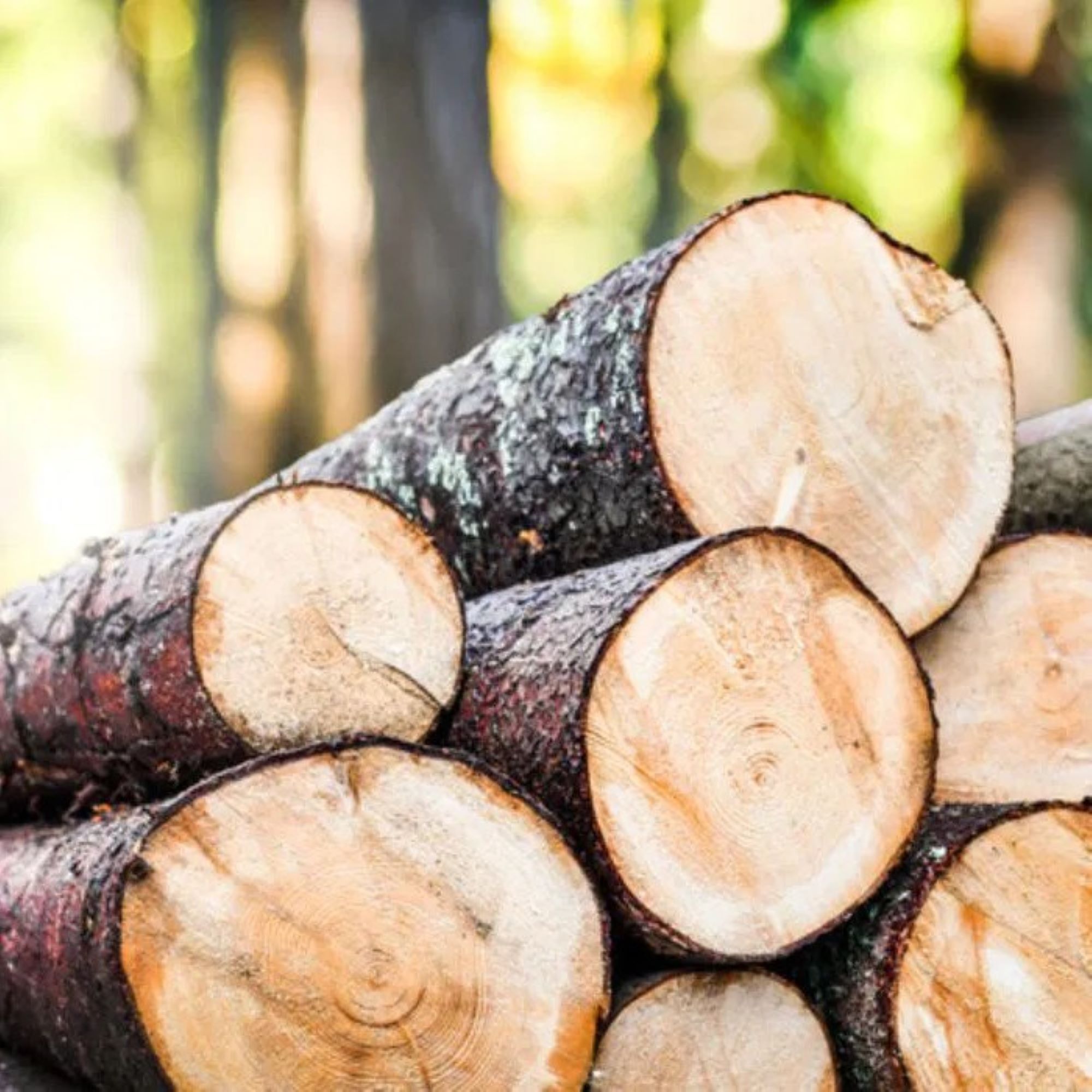 I chose wood because it is a material that doesn't need to be drastically changed to be used